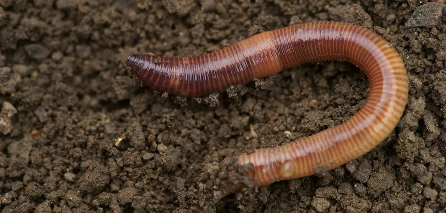 Annelida